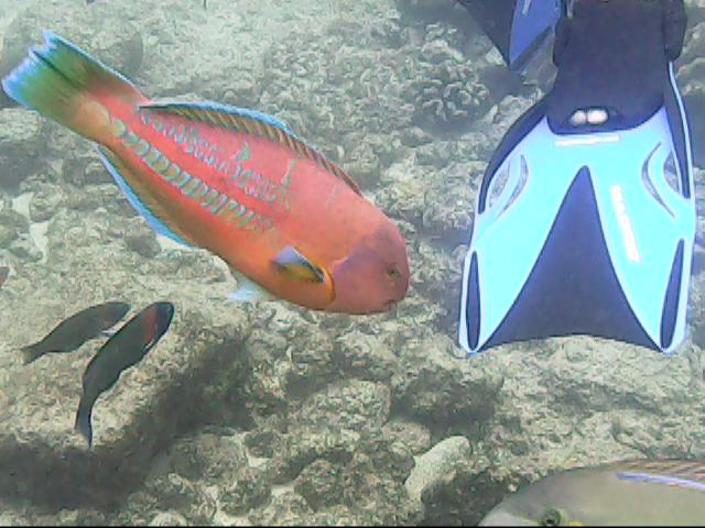 Day 18 snorkeling-